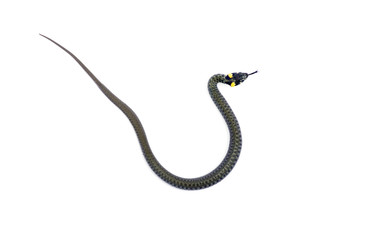 snake