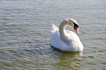 Fototapeta premium Swan floating on water. Free bird closeup.