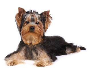 Puppy of the Yorkshire Terrier