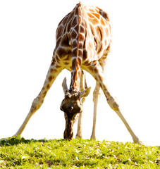 Baby Giraffe - 37212430