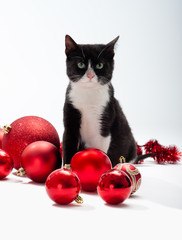 Black Kitten and Christmas decorations