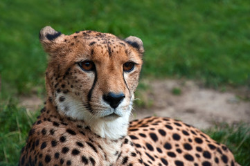 Cheetah