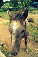 cavallino