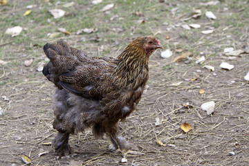 Brahma-Huhn