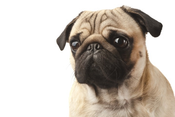 Close-up of Pug