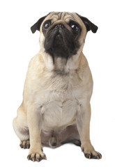 Close-up of Pug