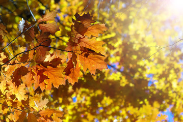 autumn leaves