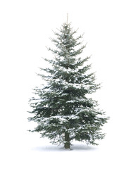 Fototapeta premium Christmas tree
