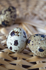 egg quail