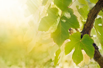 Vine leaf