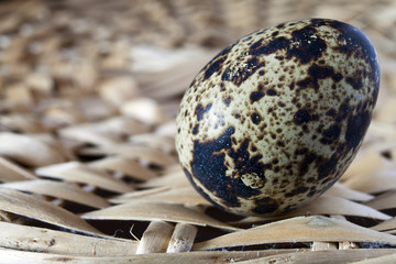 egg quail