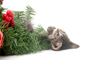 Cute kitten and Christmas decorations