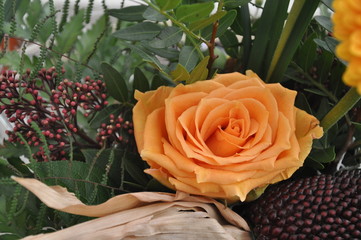 orange Rose
