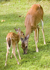 Fawn groom