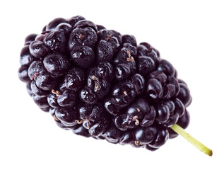 One mulberry fruits isolated on white macro