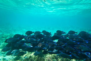 Fototapeta na wymiar Płycizna niebieskich ryb w Morzu Karaibskim, Meksyk