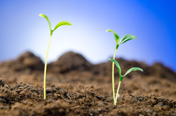 Green seedlings in new life concept