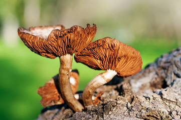 Mushroom forest tree