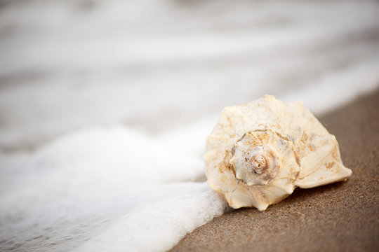 Conch shell on Virginia beach