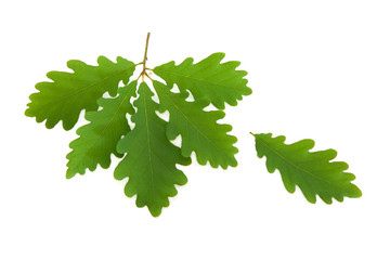 Oak Leaf Sprig