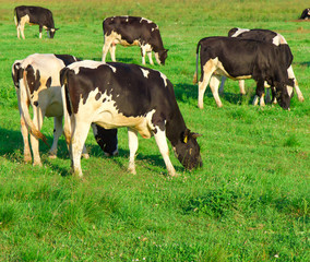 Animals Producing Milk Village