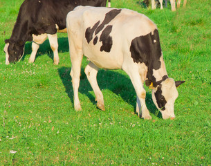 Cows Grazing Animals