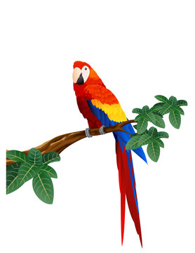Detaied macaw bird illustration