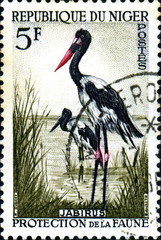 Jabirus, république du Niger. Protection de la Faune.