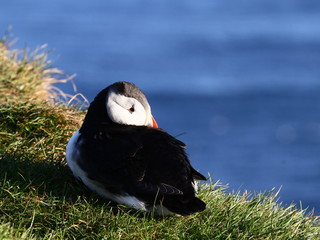 puffin