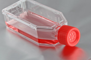 Cell culture flask with culture medium