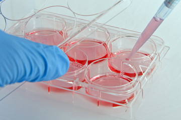 Scientist handling 6-well plate in cell culture experiment