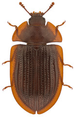 Ostoma ferruginea