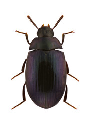 Platydema violaceum