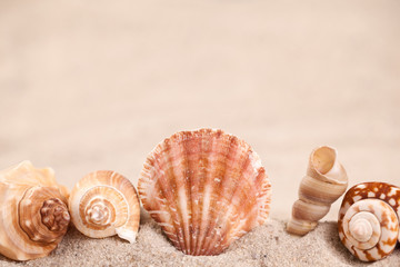 Fototapeta na wymiar Seashell border with sand background
