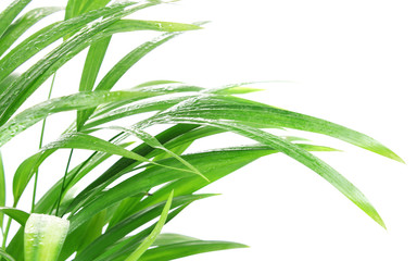 Fototapeta premium tropical plant after rain isolated on white background