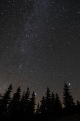 Silhouette von Bäumen gegen Nachthimmel mit Sternen