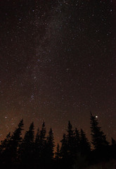 Fototapeta premium Silhouette of trees against night sky with stars