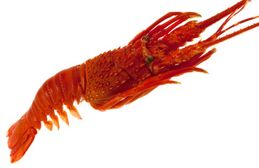 langouste
