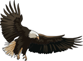 Naklejka premium Landing of eagle