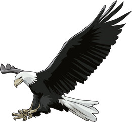 Attack of eagle