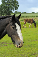 Shire Horse