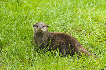 Asian Short-clawed Otter