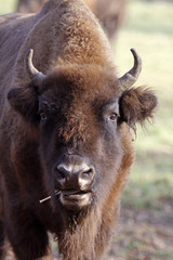 Wisent