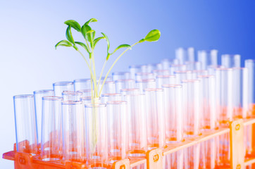 Lab experiment with green seedlings