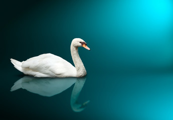 Mute Swan (Cygnus olor)