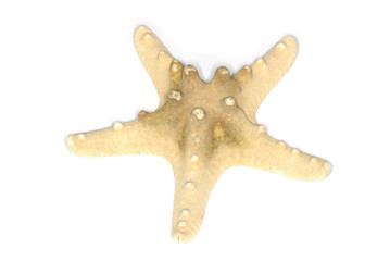Sea star