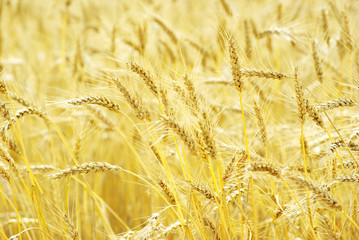 fields of wheat