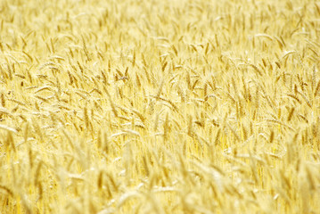wheat