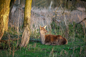Deer lookong around in a forest