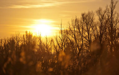 Fototapeta premium Sunset behind a tree